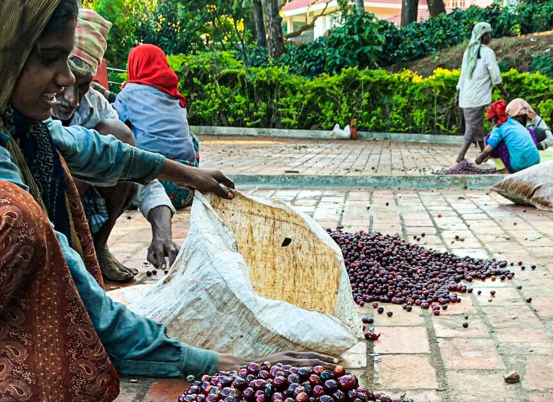 Ashok Patre Espresso, natural, India - Image 2